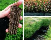 Sadbovače pre pestovanie krytokorenných sadeníc obr.2
